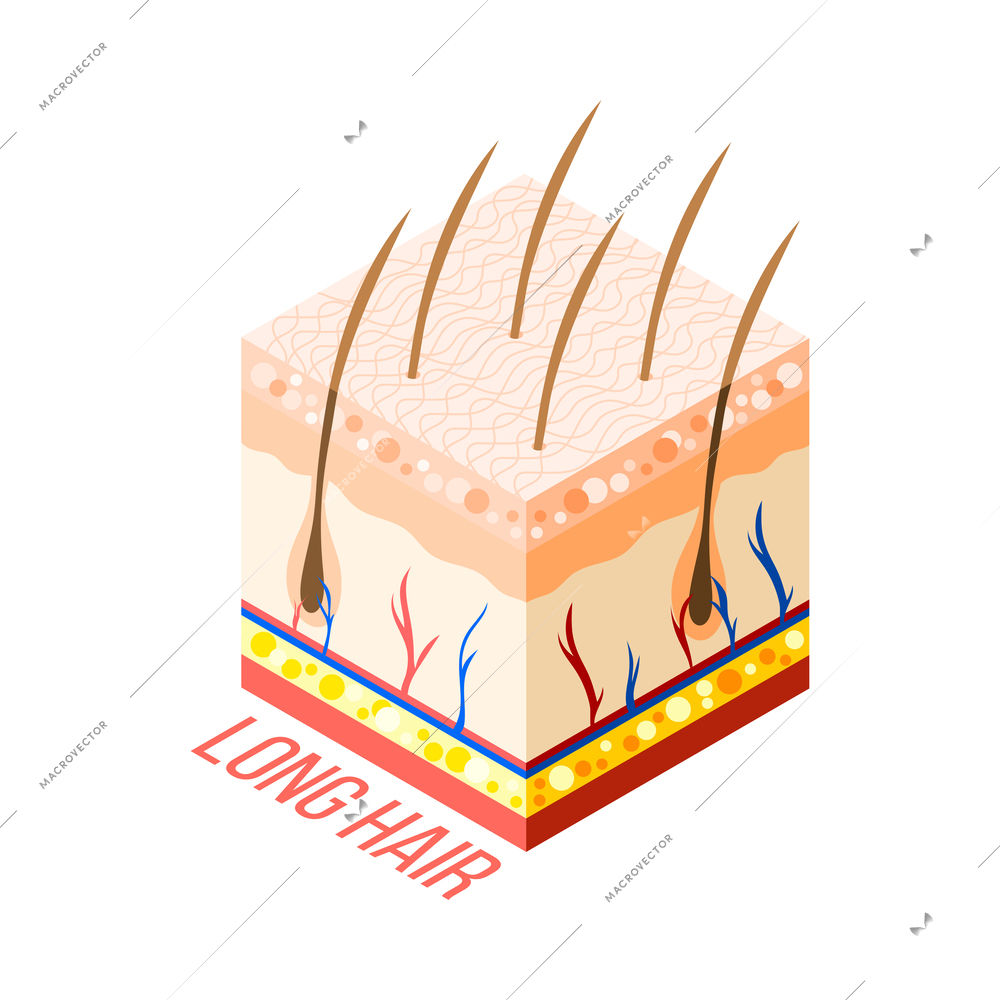 Hair removal isometric composition with 3d diagram of human skin with layers veins and hair roots vector illustration