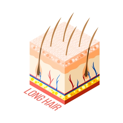 Hair removal isometric composition with 3d diagram of human skin with layers veins and hair roots vector illustration