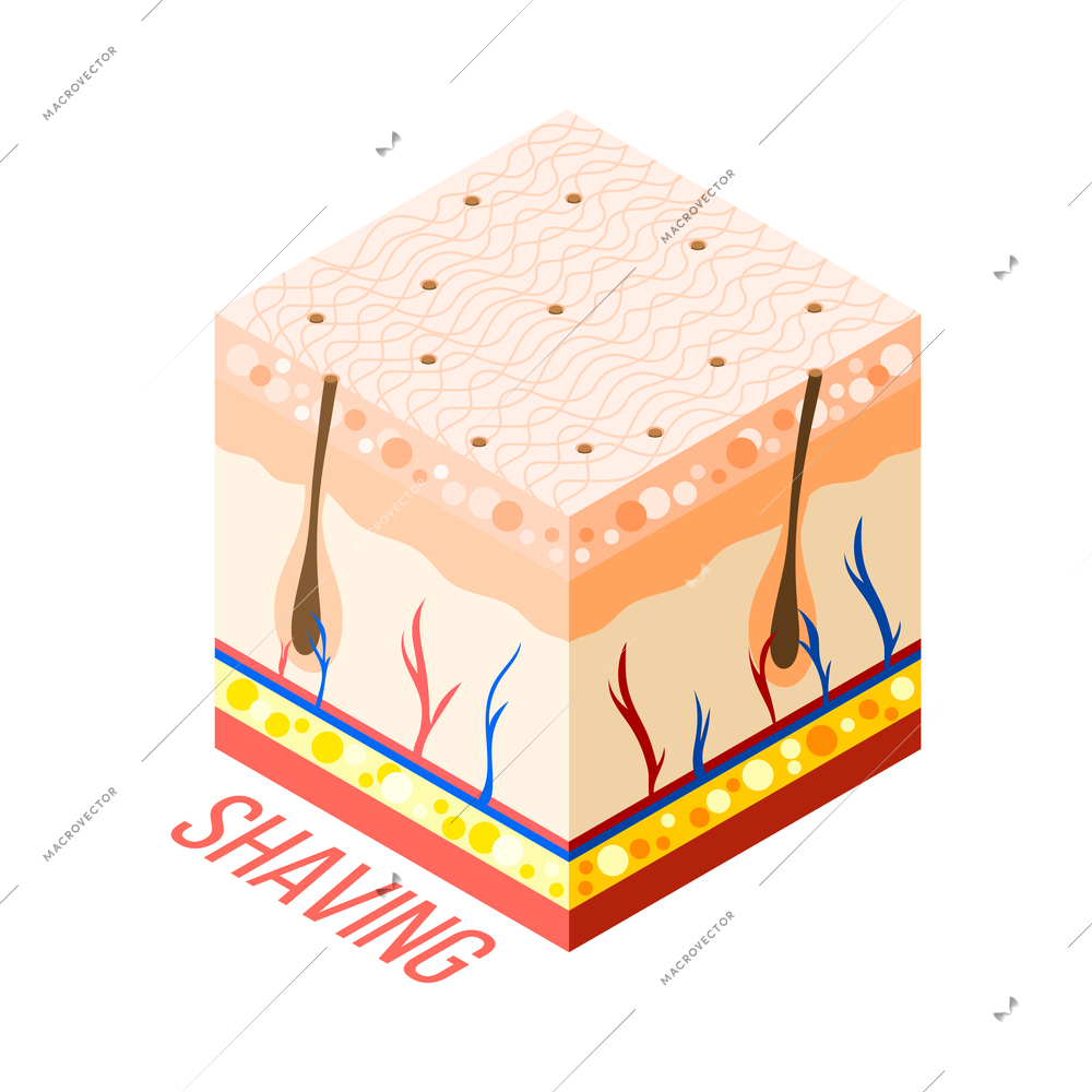 Hair removal isometric composition with 3d diagram of human skin with layers veins and hair roots vector illustration