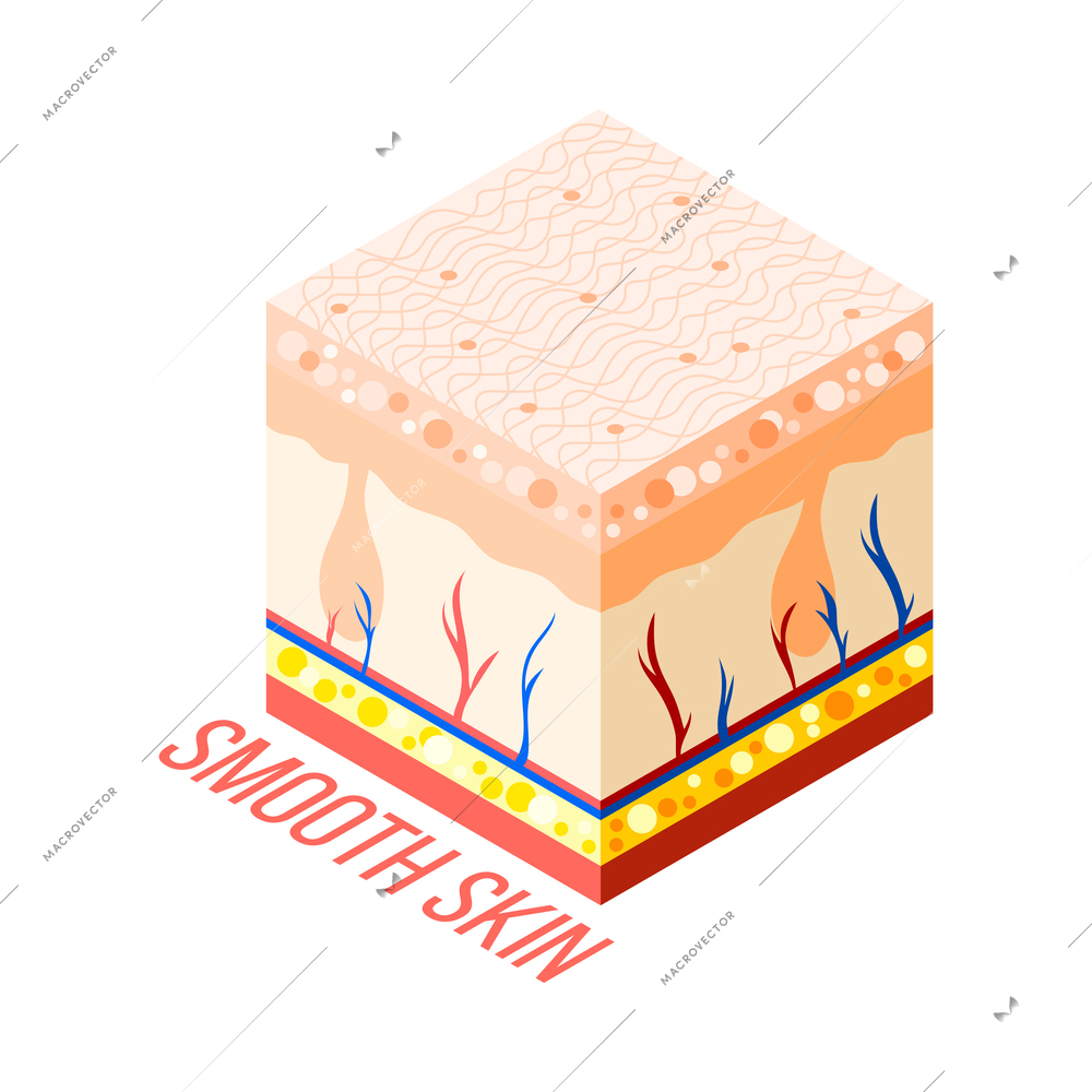 Hair removal isometric composition with 3d diagram of human skin with layers veins and hair roots vector illustration