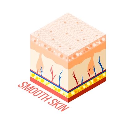 Hair removal isometric composition with 3d diagram of human skin with layers veins and hair roots vector illustration