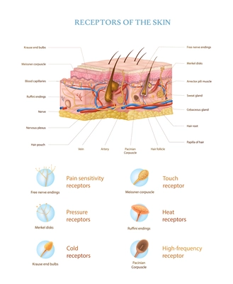 Human skin anatomy realistic infographics with structure of layers and types of receptors vector illustration