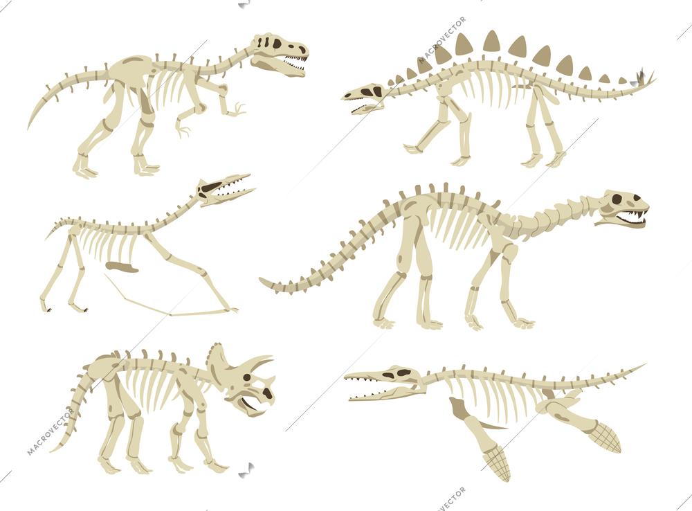 Dinosaur skeleton flat set with fossils of six ancient creatures isolated vector illustration