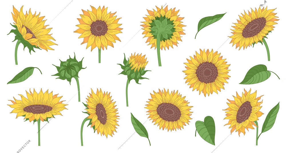 Set of cartoon sunflowers and leaves from different angles isolated on white background vector illustration