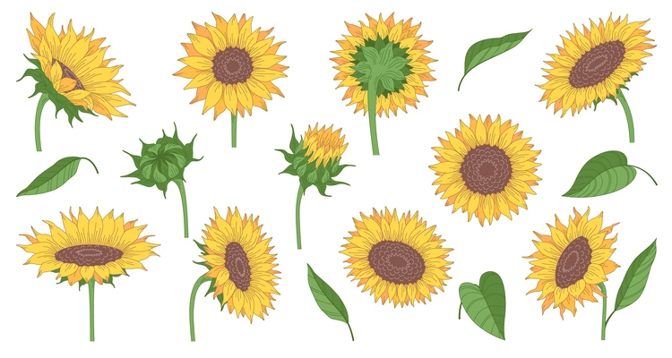 Set of cartoon sunflowers and leaves from different angles isolated on white background vector illustration