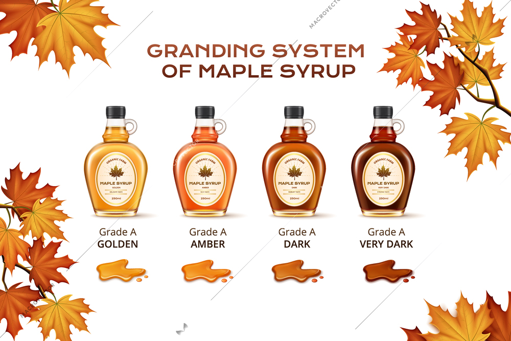 Grading system of maple syrup from golden to very dark realistic composition with autumn leaves and glass bottles vector illustration