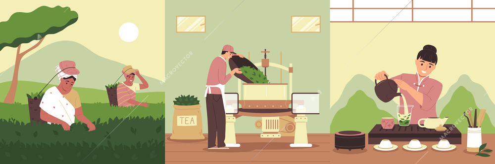 Tea production flat compositions set with traditional ceremony harvesting and processing scenes vector illustration