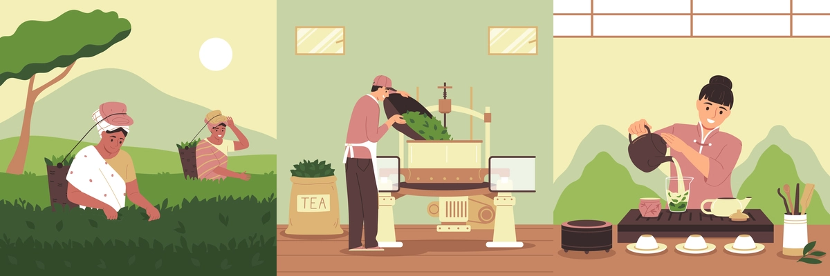 Tea production flat compositions set with traditional ceremony harvesting and processing scenes vector illustration