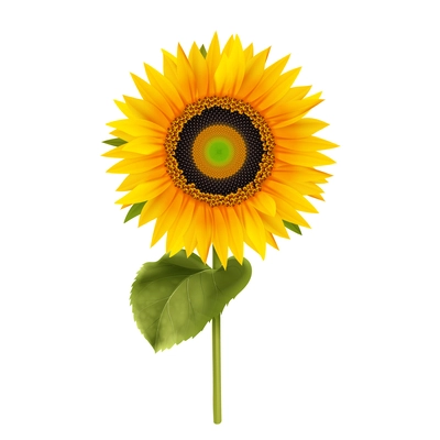 Sunflower on stem with leaf realistic floral sign isolated on white background vector illustration