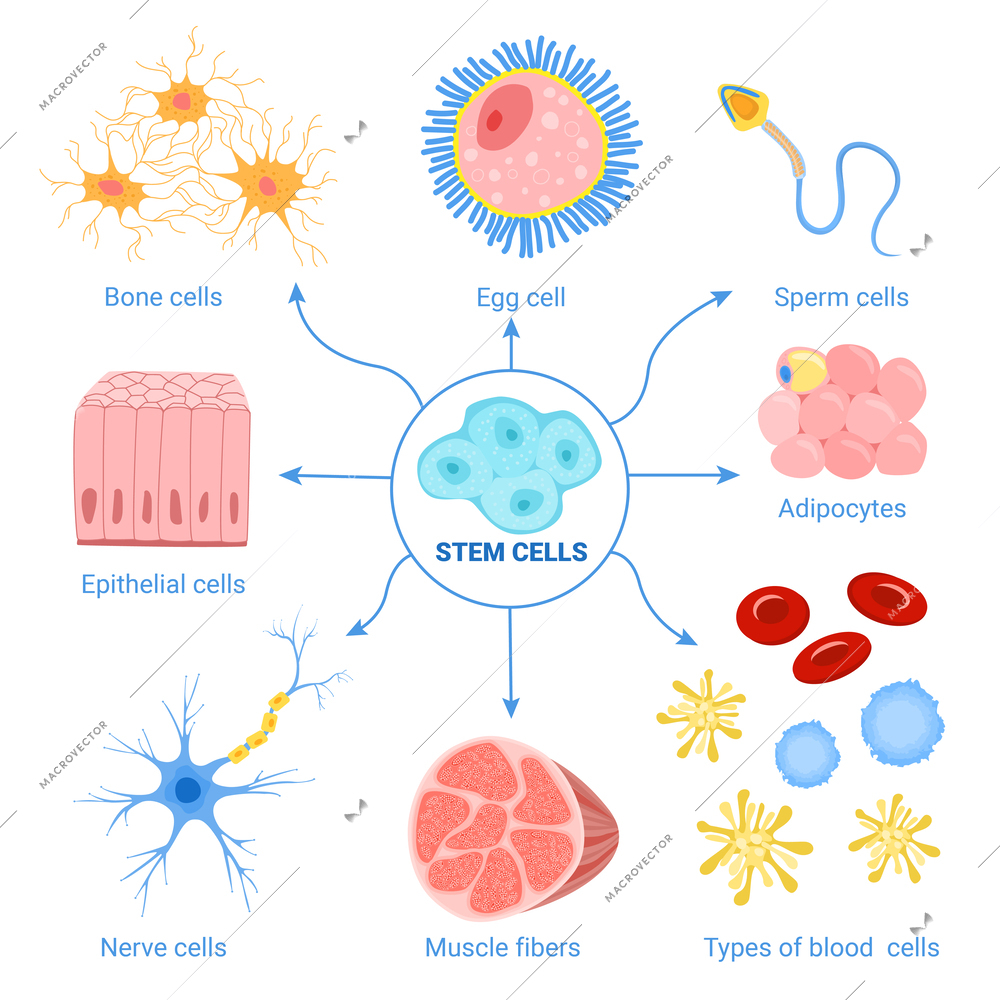 Human cells set of isolated icons with muscle fibers bone and stem cells diagram with text vector illustration