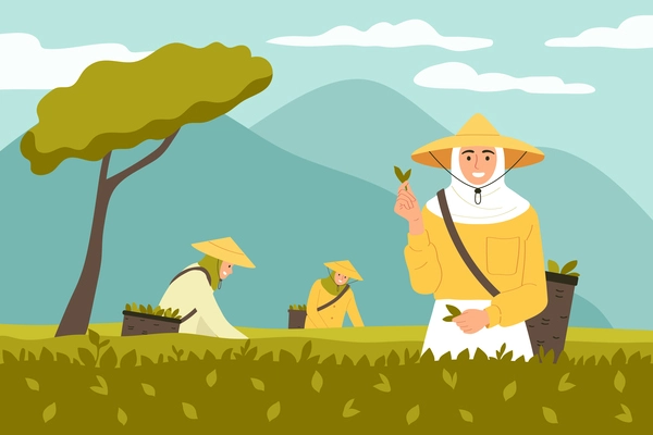 Tea production process concept with traditional harvesting scene flat vector illustration