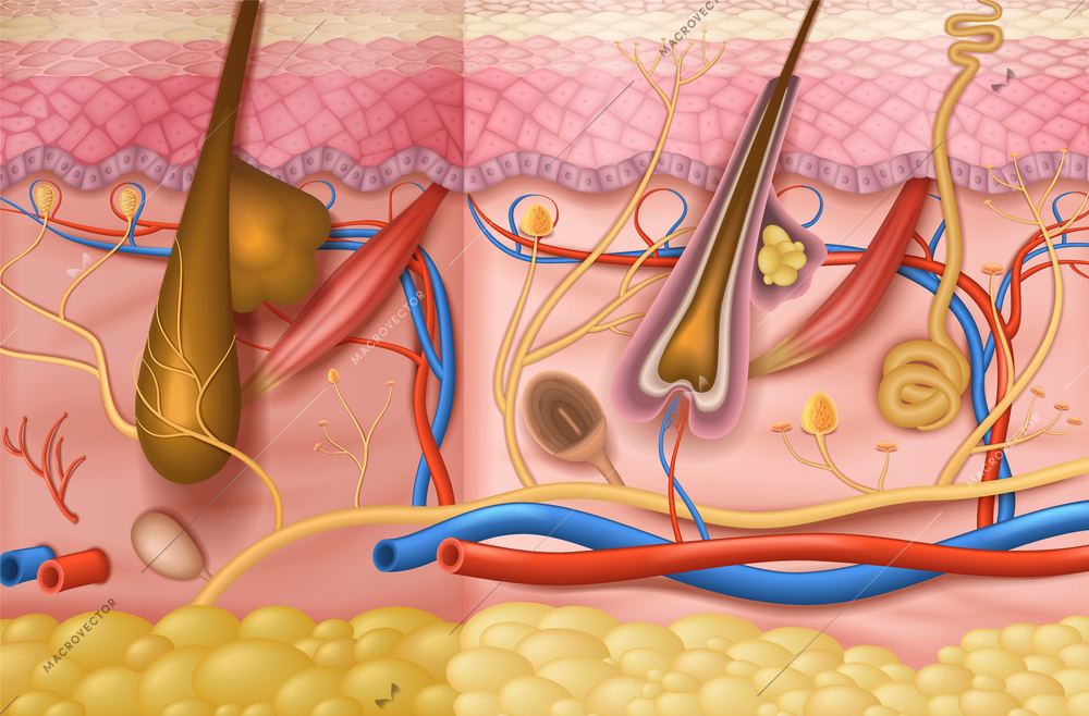 Realistic human skin anatomy background with detailed structure of layers vector illustration