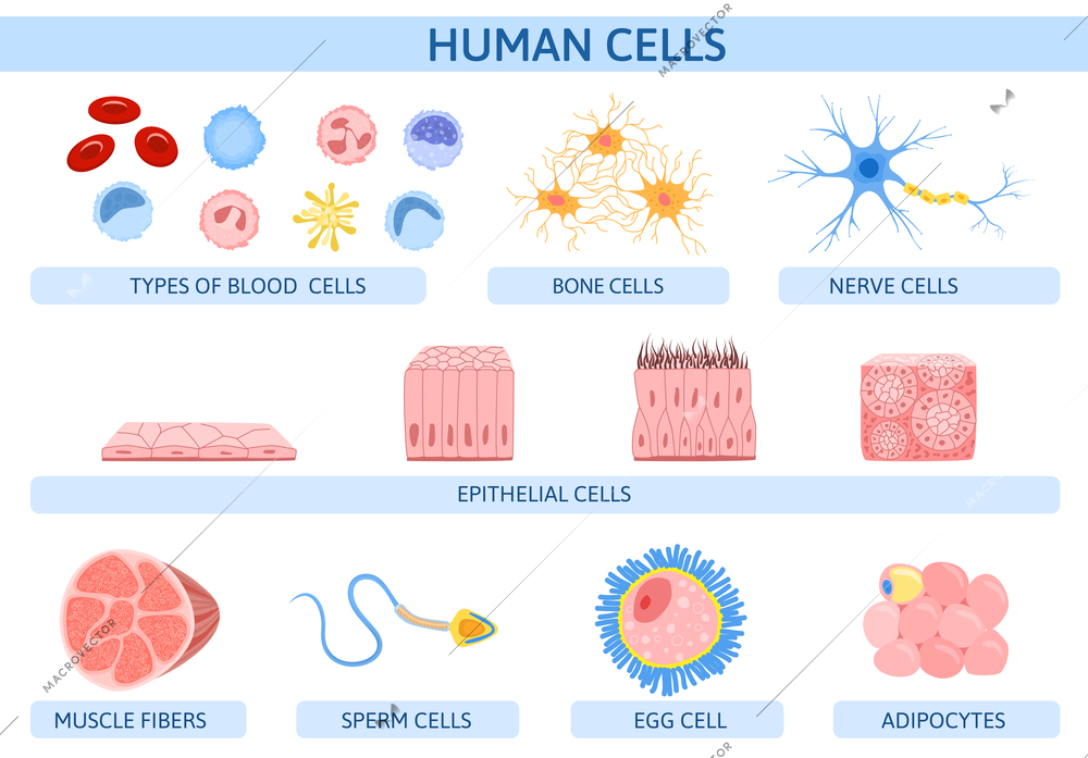Human cells infographics with flat set of isolated muscle fibers nerve egg and bone cell icons vector illustration