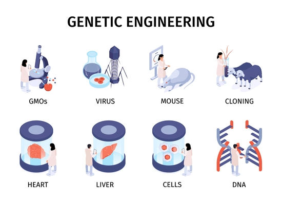 Isometric genetic engineering compositions set with organs cloning scenes isolated vector illustration