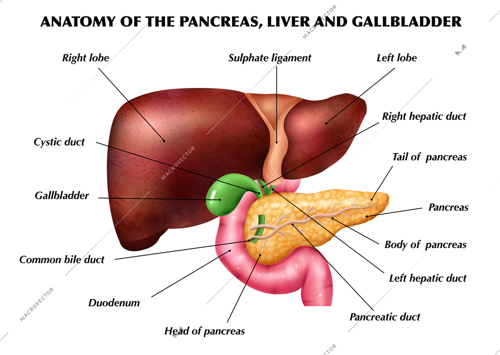 Realistic pancreas liver gallbladder anatomy infographics with colored images of limbs with pointing editable text captions vector illustration