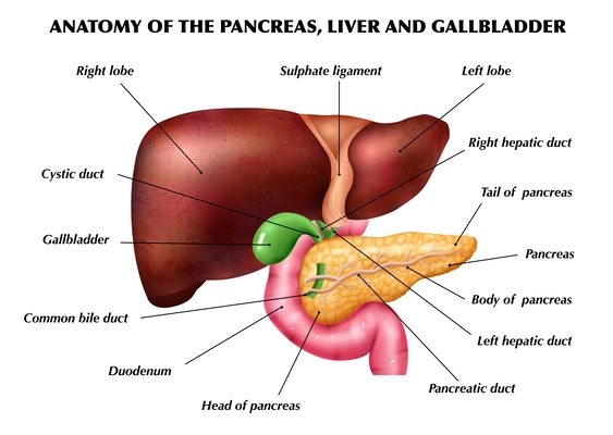 Realistic pancreas liver gallbladder anatomy infographics with colored images of limbs with pointing editable text captions vector illustration
