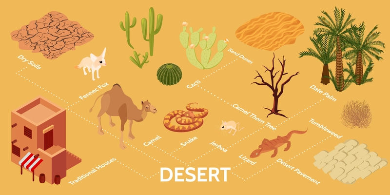 Desert isometric infographics with dry soils houses pavement sand dunes flora and fauna items vector illustration