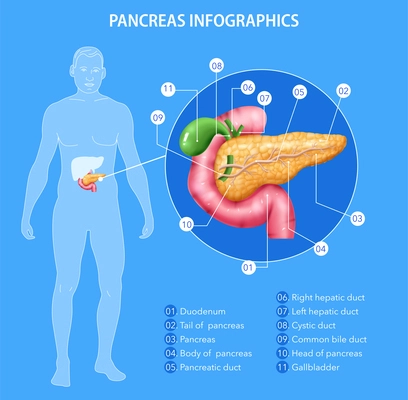 Realistic pancreas anatomy infographics with human body silhouette and internal organs with editable text captions pointers vector illustration
