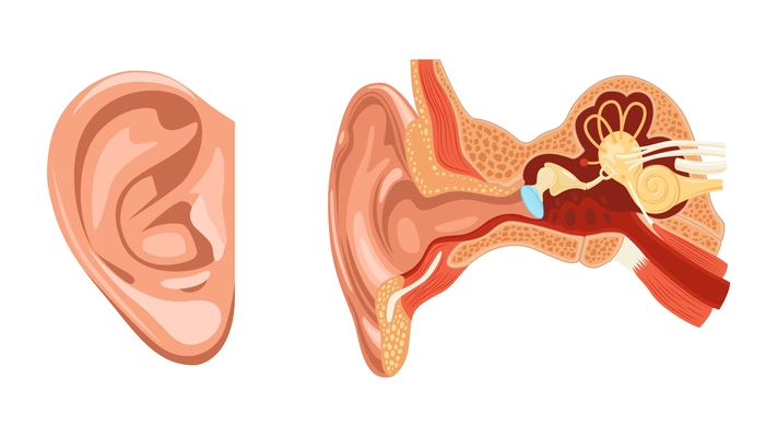 Realistic anatomy ear set with two isolated images of external and internal parts of human ear vector illustration