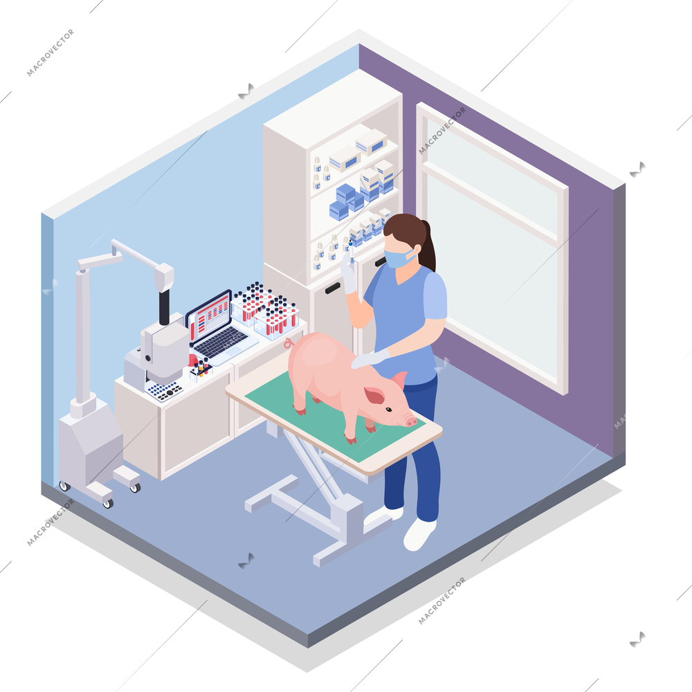 Farm animals livestock veterinary isometric composition with view of doctors office and female doctor vaccinating pig vector illustration