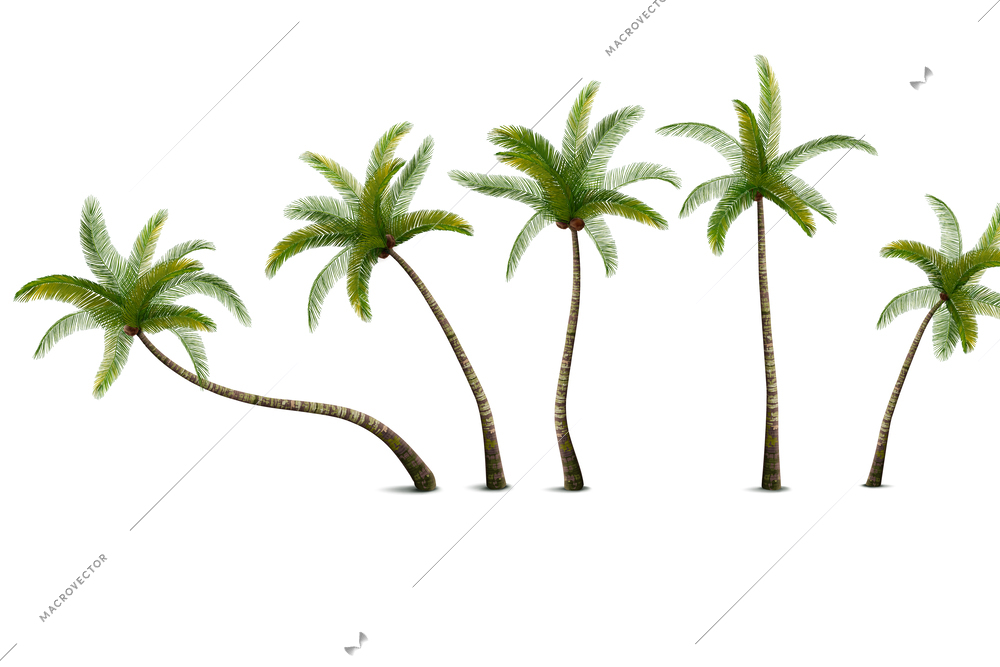 Realistic isolated green palm trees with coconuts against white background vector illustration