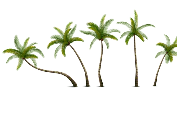 Realistic isolated green palm trees with coconuts against white background vector illustration