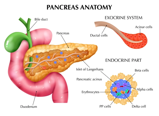 Realistic pancreas anatomy medical composition with editable text captions pointing to colored parts of internal organs vector illustration
