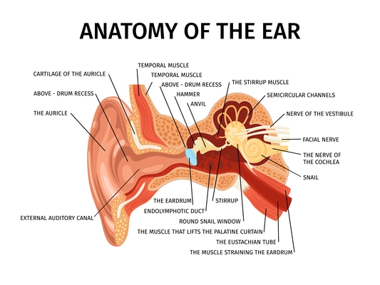 Realistic anatomy of human ear composition with diagram view of external and internal parts of ear vector illustration