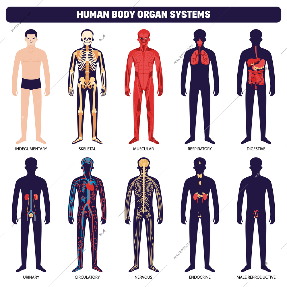 Human body organ systems icon set with indegumentary skeletal muscular respiratory digestive urinary circulatory nervous endocrine and male reproductive systems vector illustration