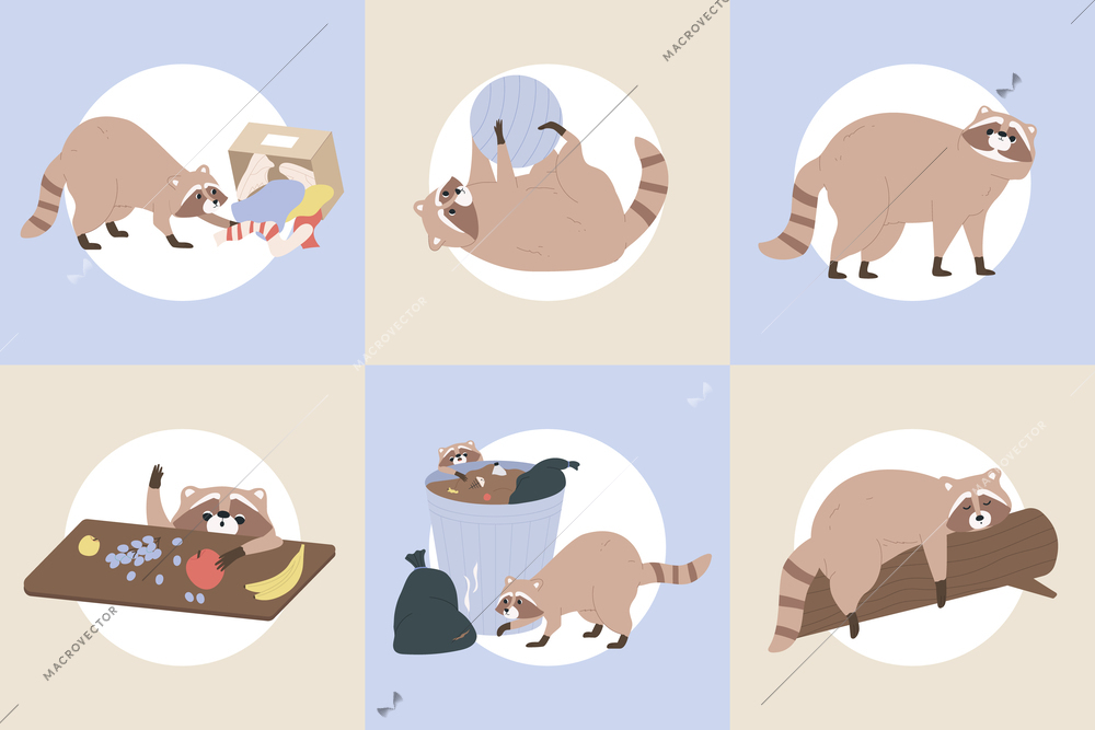 Cute racoon plaing and sleeping flat concept set isolated vector illustration