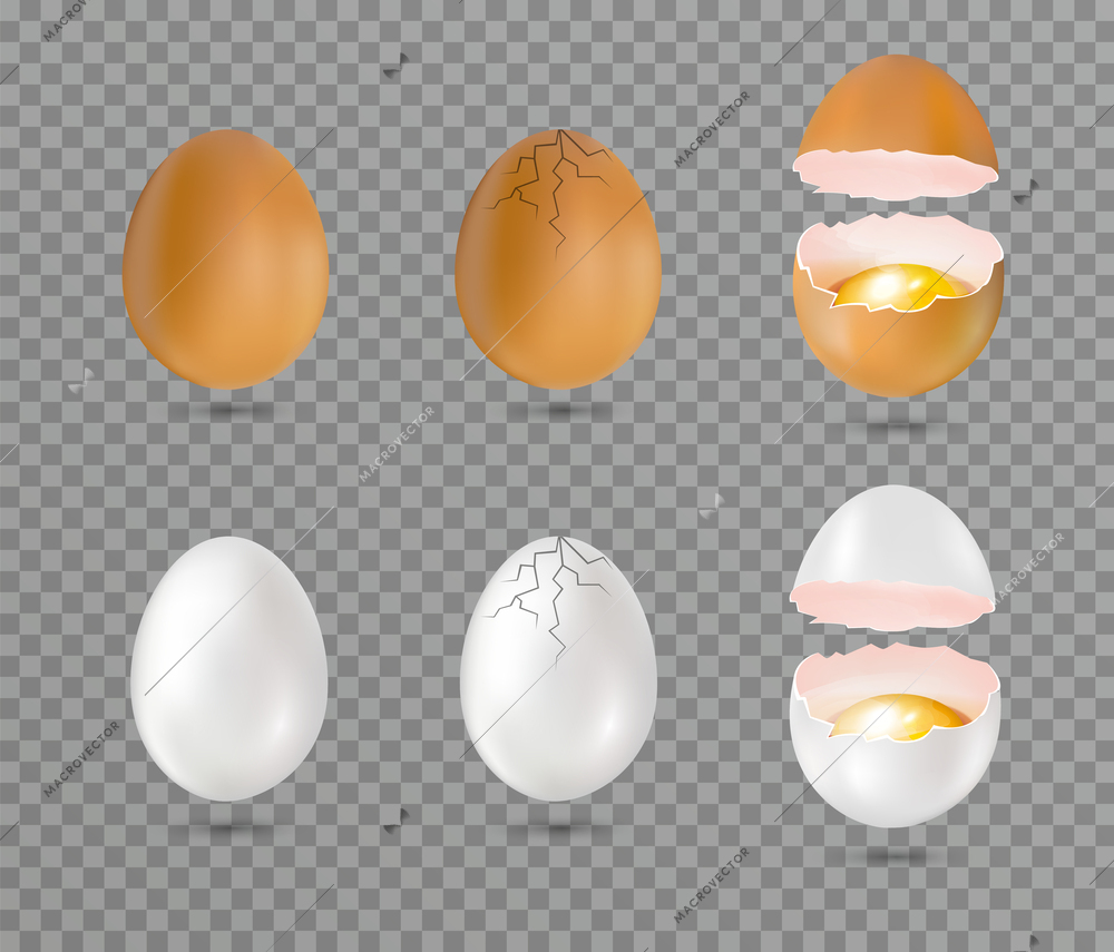 Broken raw chicken brown and white eggs isolated against transparent background realistic set vector illustration