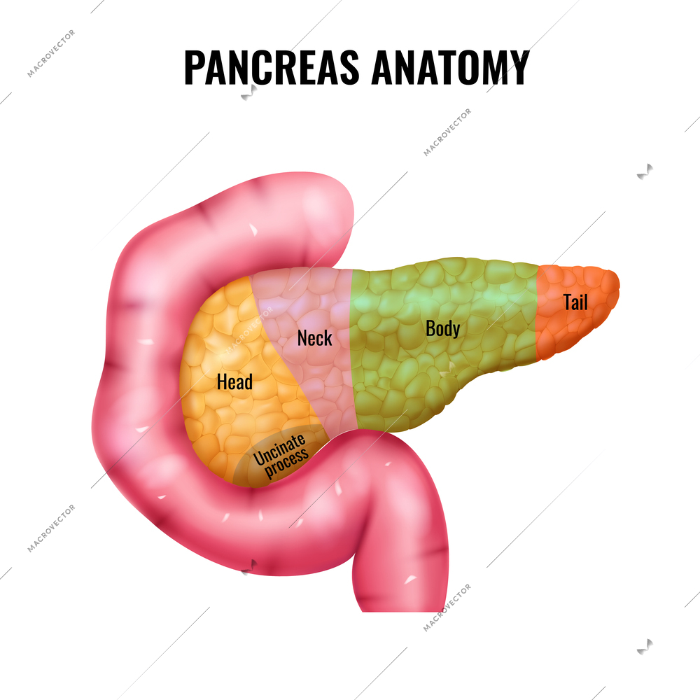 Realistic pancreas parts anatomy composition with isolated image of internal organ with colored segments and captions vector illustration