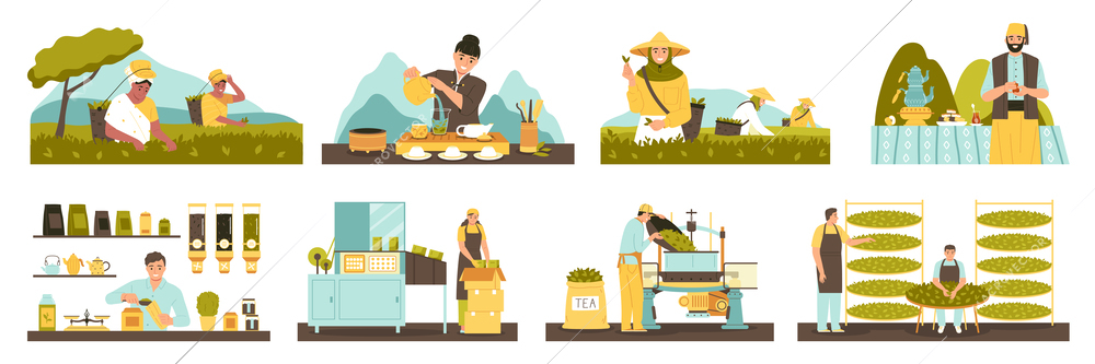 Tea production flat icons set with harvesting rolling and packaging process isolated vector illustration