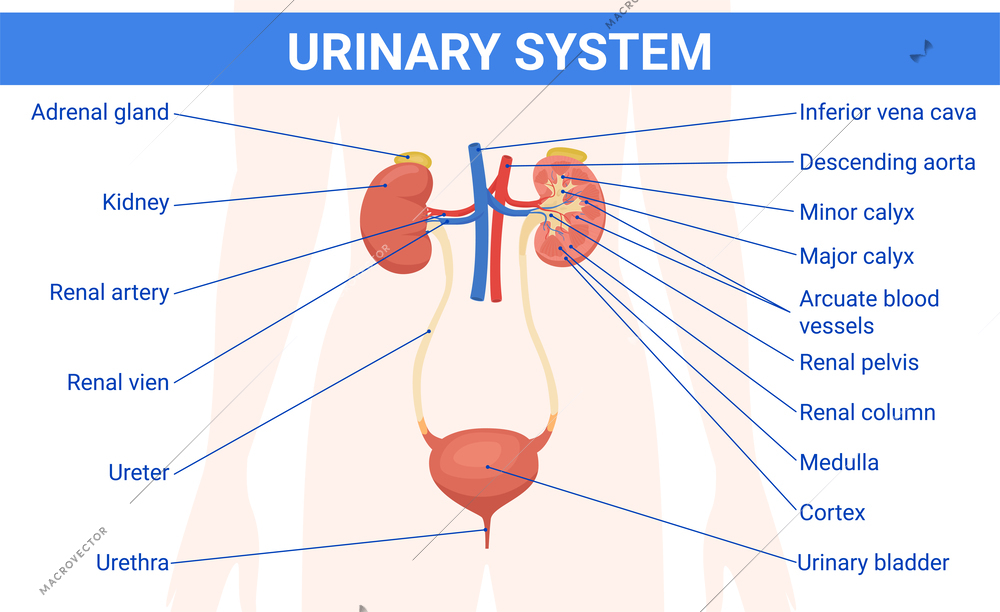 Kidney urinary system flat infographics with text captions pointing to human body silhouette with organ images vector illustration