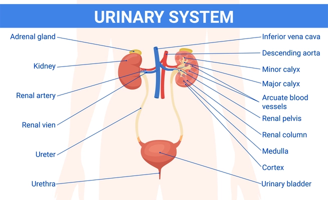 Kidney urinary system flat infographics with text captions pointing to human body silhouette with organ images vector illustration