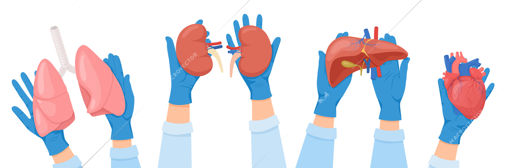 Human organs transplantation flat set of compositions with human hands in medical gloves holding internal organs vector illustration