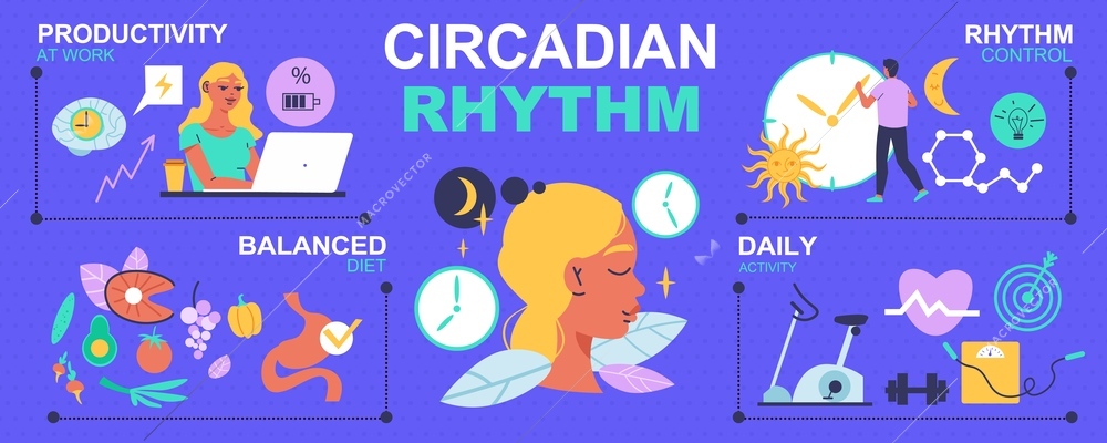 Circadian rhythm infographics with daily routine and balanced diet symbols flat vector illustration
