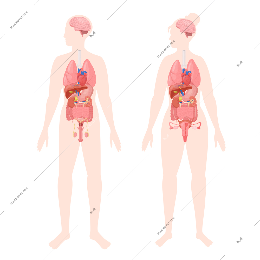 Human organs flat set with two silhouettes of male and female bodies with colored internal organs vector illustration
