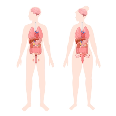 Human organs flat set with two silhouettes of male and female bodies with colored internal organs vector illustration