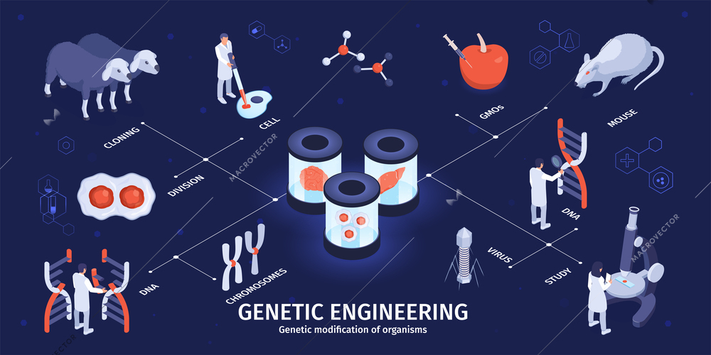 Isometric genetic engineering infographics with cells cloning and virus studies vector illustration