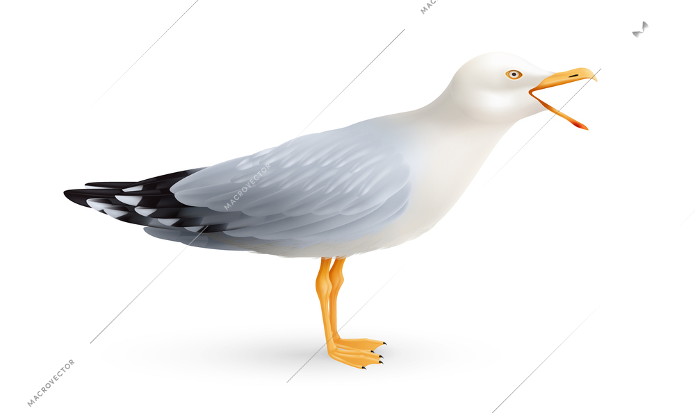 Crying seagull realistic composition with isolated image of sea bird with open beak on blank background vector illustration