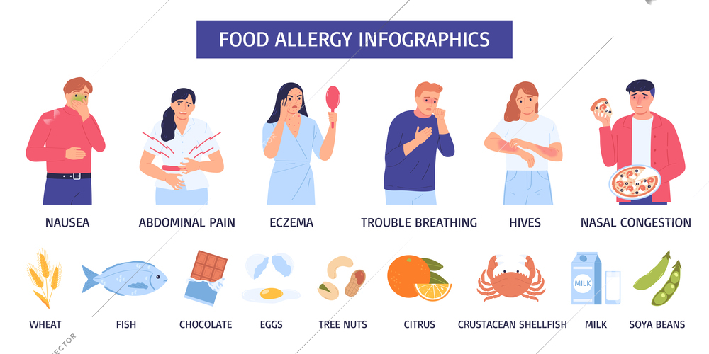 Food allergy infographic nausea abdominal pain eczema trouble breathing hives nasal congestion wheat fish chocolate eggs tree nuts and other descriptions vector illustration