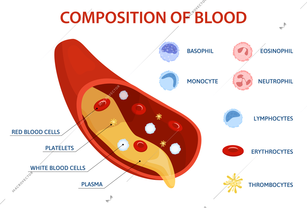 Human cells flat infographics with set of isolated drop image blood cell icons and text captions vector illustration