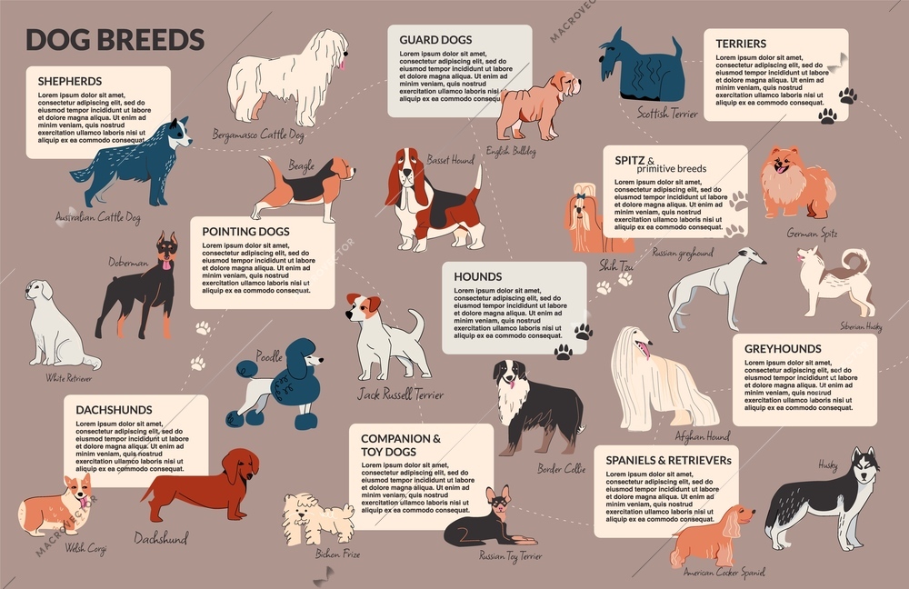 Dog drawing outline infographics with isolated doodle style images of dog breeds with editable text captions vector illustration