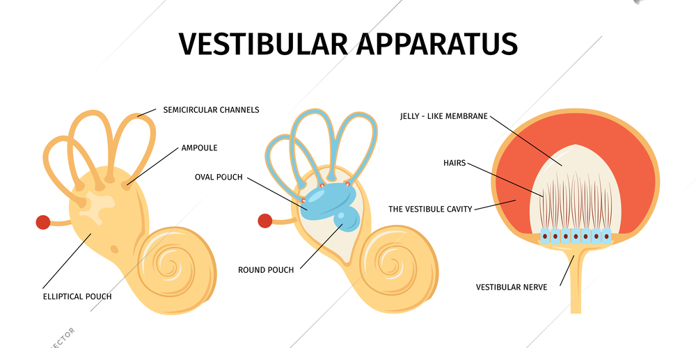 Realistic anatomy ear vestibular system vertigo composition with isolated views of internal organs with text captions vector illustration