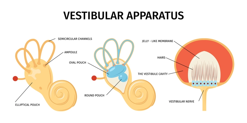 Realistic anatomy ear vestibular system vertigo composition with isolated views of internal organs with text captions vector illustration