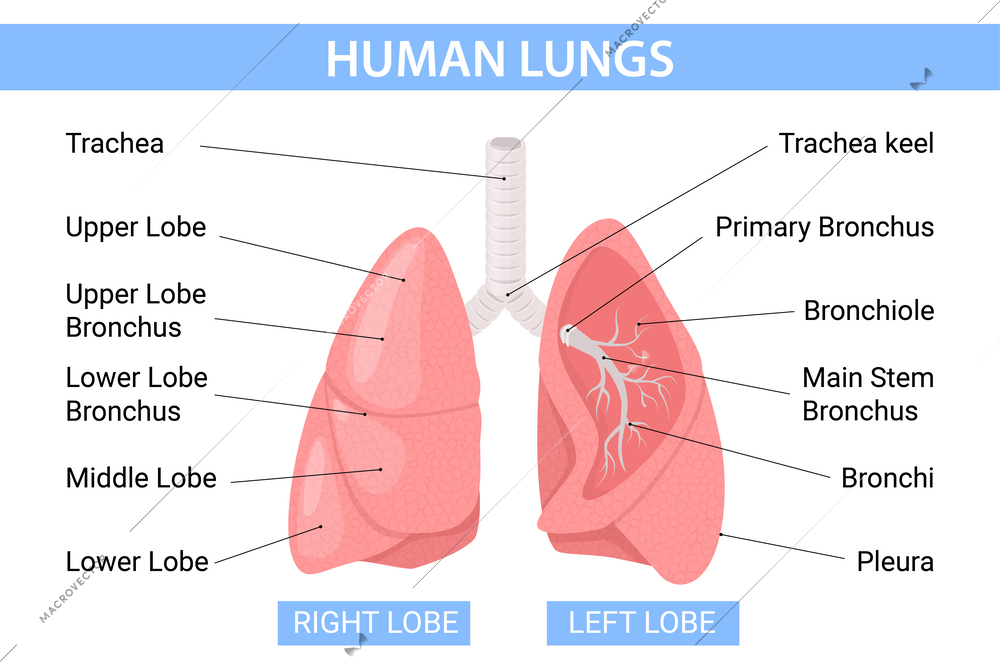 Lungs flat infographics with editable text captions pointing to colorful profile view image of human lungs vector illustration