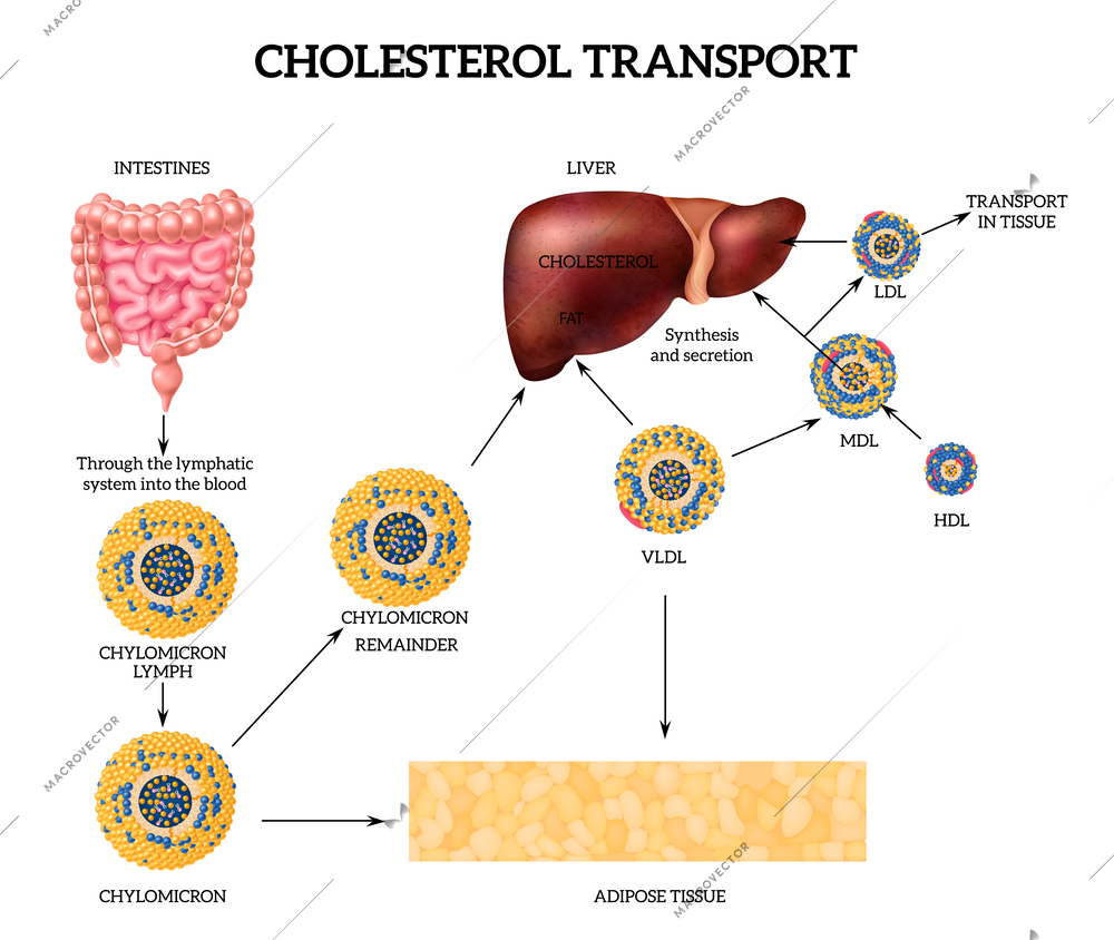 Cholesterol transport realistic concept with liver and fat symbols vector illustration