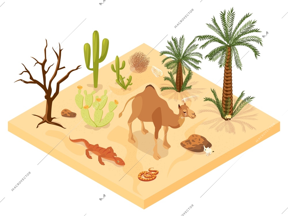 Desert landscape isometric composition with representatives of local flora and fauna 3d vector illustration