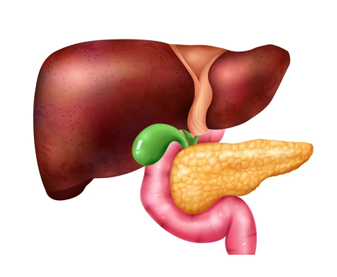 Realistic pancreas liver anatomy composition with isolated icons of colored parts of healthy human internal organs vector illustration